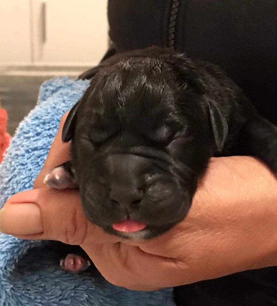 cucciolo nero del 24 settembre appena nato