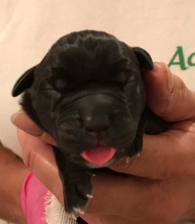 cucciolo nero del 24 settembre 2020 appena nato
